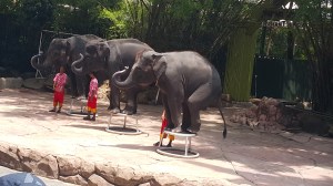 Elephant show off...